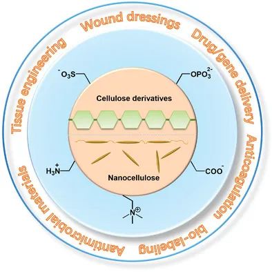 從天然生物活性多糖到纖維素基離子化合物！《AM》綜述：纖維素基離子化合物在生物材料領(lǐng)域的研究進(jìn)展