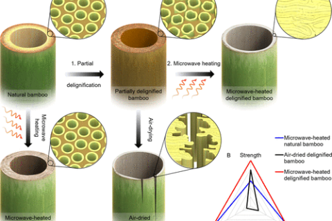 “木頭大王”胡良兵《ACS Nano》：竹子如何“煉”成高性能結(jié)構(gòu)材料？
