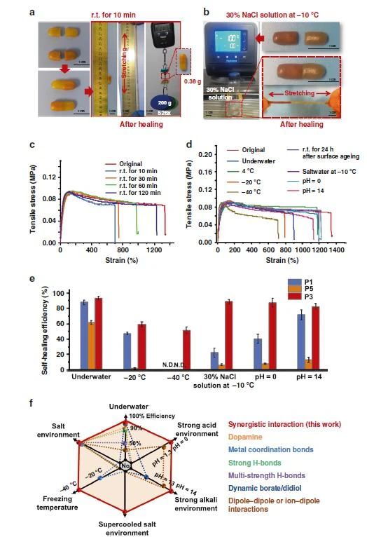 高度可拉伸自修復(fù)彈性體，可在各種極端條件下實(shí)現(xiàn)自修復(fù)