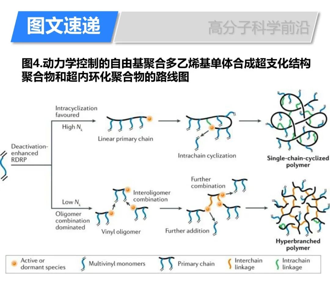 《自然綜述·化學(xué)》自由基聚合多乙烯基單體合成復(fù)雜拓撲結(jié)構(gòu)高分子