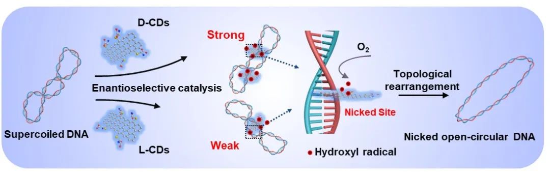 天津大學仰大勇課題組《德國應(yīng)化》：手性碳量子點模擬拓撲異構(gòu)酶I調(diào)控超螺旋DNA拓撲結(jié)構(gòu)