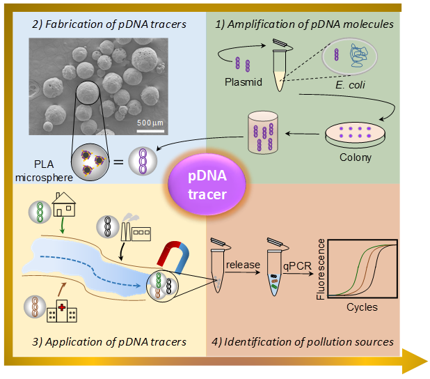 天津大學仰大勇課題組: 生物高分子/質粒DNA復合微球應用于環(huán)境水文多污染源示蹤