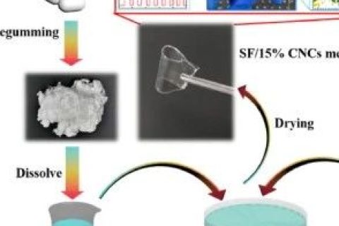 浙江理工大學(xué)余厚詠課題組：基于天然高分子構(gòu)筑仿生電子皮膚應(yīng)用進(jìn)展