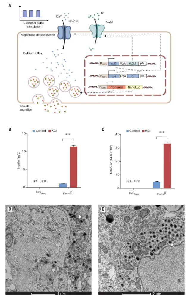 華師大/西湖大學《Science》重磅：無線電控制精準治療I-型糖尿病，僅需植入硬幣大小的生物器件！