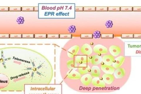 浙江大學(xué)計(jì)劍教授研究團(tuán)隊(duì)開(kāi)發(fā)用于腫瘤滲透加強(qiáng)與藥物靶向傳遞的雙響應(yīng)動(dòng)態(tài)解組裝納米載體