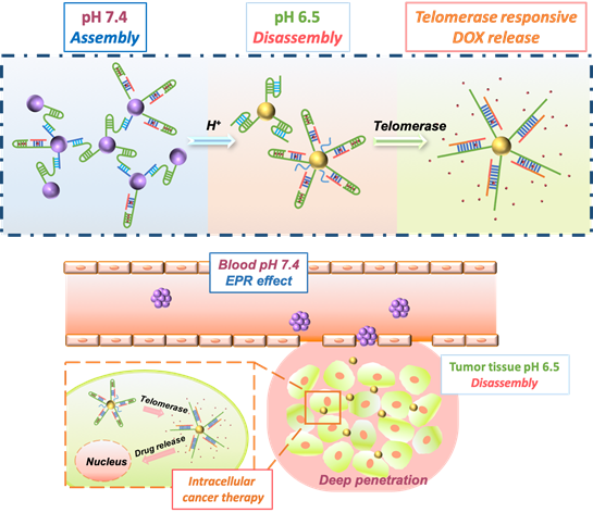 浙江大學計劍教授研究團隊開發(fā)用于腫瘤滲透加強與藥物靶向傳遞的雙響應(yīng)動態(tài)解組裝納米載體