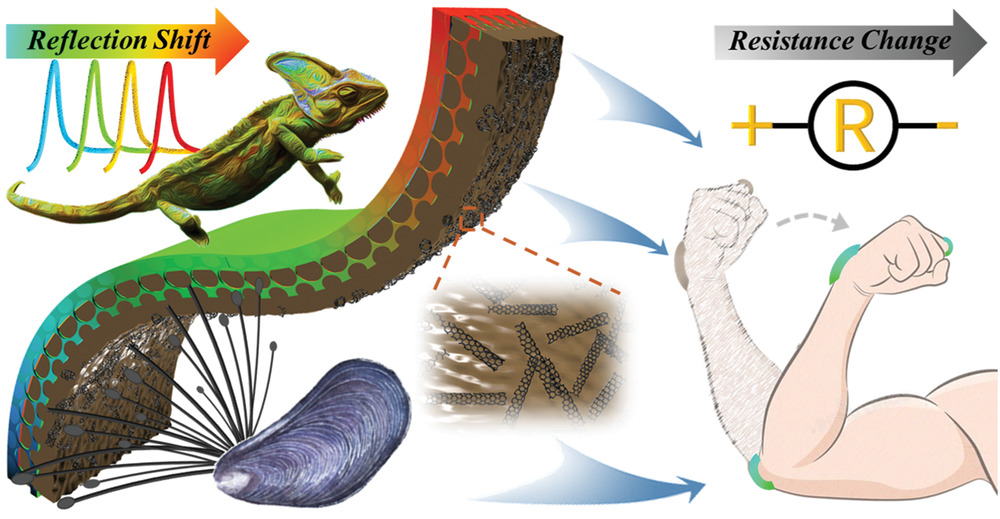 趙遠錦團隊：當“貽貝”遇上“變色龍”！生物啟發(fā)的柔性傳感器，除了電響應，還能可視化！