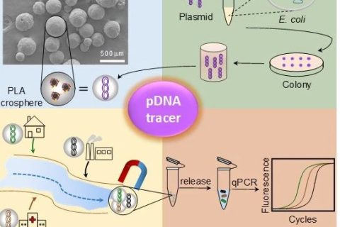 天津大學仰大勇課題組: 生物高分子/質粒DNA復合微球應用于環(huán)境水文多污染源示蹤