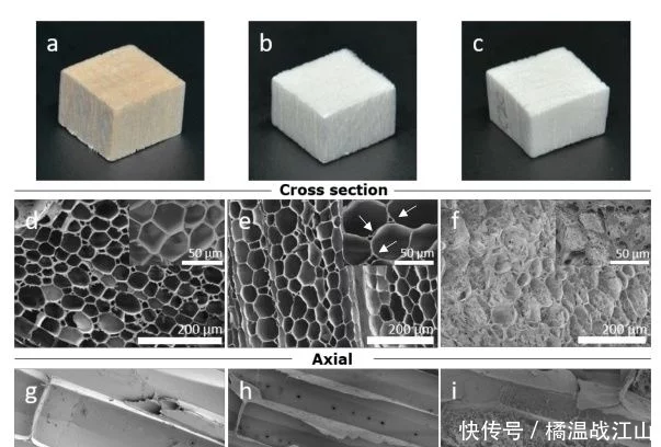 高度多孔、強(qiáng)韌的各向異性纖維素氣凝膠-1