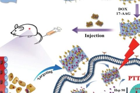 功能化硼納米片納米平臺(tái)用于腫瘤低溫光熱治療和化療協(xié)同治療