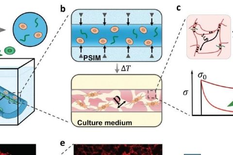 麥吉爾大學李劍宇教授《Mater.Horiz.》：響應微孔成型生物打印水凝膠，實現彈性、粘彈性、孔隙三種特性正交調控