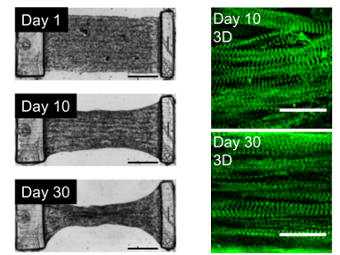 《Biomaterials》：3D打印心臟微組織-模擬心肌纖維結(jié)構(gòu)