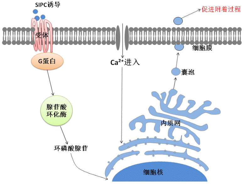 國(guó)防科技大學(xué)胡碧茹教授課題組：海洋強(qiáng)勢(shì)污損生物—藤壺?附著機(jī)制研究進(jìn)展