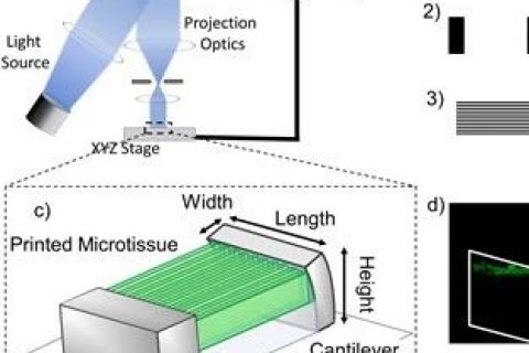 《Biomaterials》：3D打印心臟微組織-模擬心肌纖維結(jié)構(gòu)