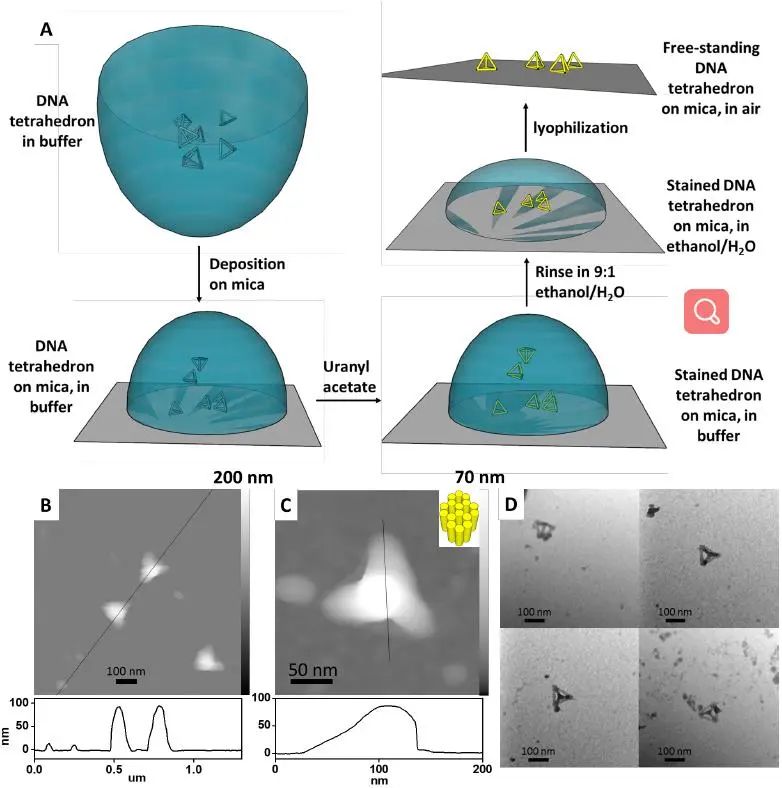 匹茲堡大學(xué)劉海濤/哈佛大學(xué)尹鵬《ACS Nano》：低密度，高強(qiáng)度的3D獨(dú)立DNA納米結(jié)構(gòu)雜化材料