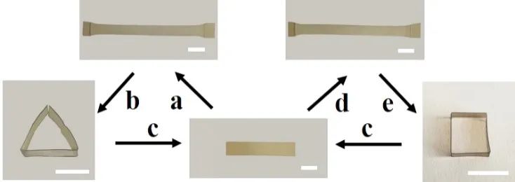 浙江大學計劍、沈介澤：透過現(xiàn)象用本質！一種受高分子粘彈性啟發(fā)的形變策略