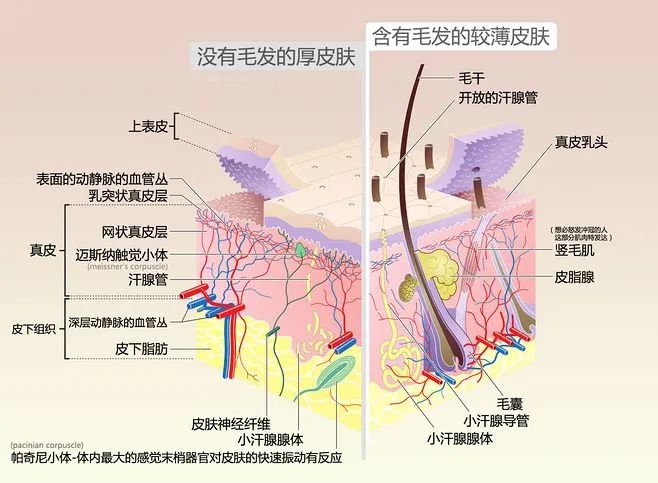 《Nature》：媽媽再也不用擔心我“脫發(fā)”了！