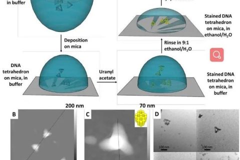 低密度，高強(qiáng)度的3D獨(dú)立DNA納米結(jié)構(gòu)雜化材料