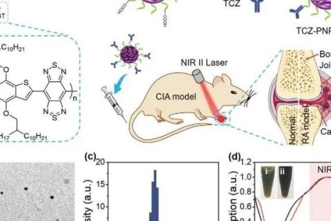 南開大學丁丹教授《AM》：首創(chuàng)！有機共軛聚合物結合藥物對類風濕關節(jié)炎（RA）進行高效的NIR-II PA成像和治療