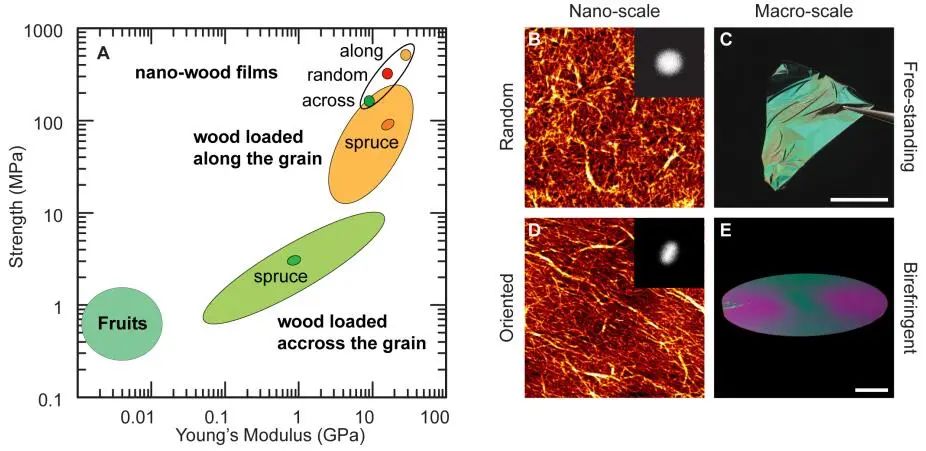 《ACS Nano》取之于木勝于木！納米纖維素薄膜強度超越木材