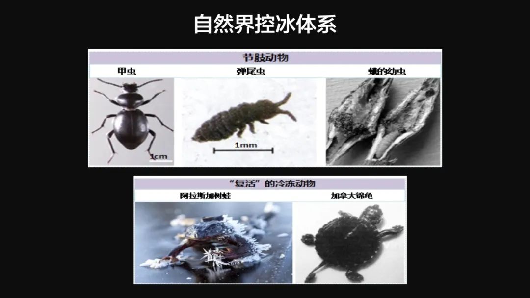 王健君：實證百年科學(xué)猜想，人體凍存未來可期