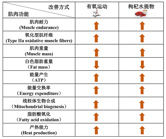 “保溫杯里放枸杞”的科學依據來了！中科院陳暢團隊揭示枸杞堅筋骨的科學含義及作用機制