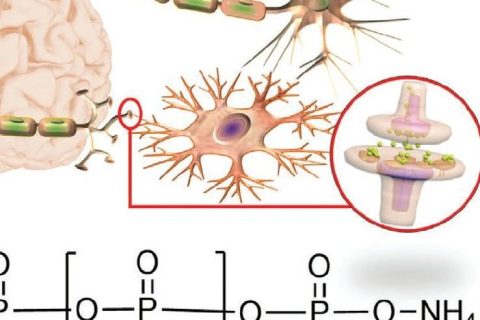 火燒、輻射都不怕，全無機離子聚合物憶阻器實現(xiàn)高性能柔性人工突觸