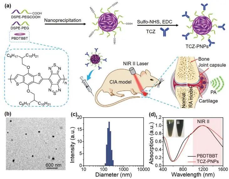 南開(kāi)大學(xué)丁丹教授《AM》：首創(chuàng)！有機(jī)共軛聚合物結(jié)合藥物對(duì)類風(fēng)濕關(guān)節(jié)炎（RA）進(jìn)行高效的NIR-II PA成像和治療