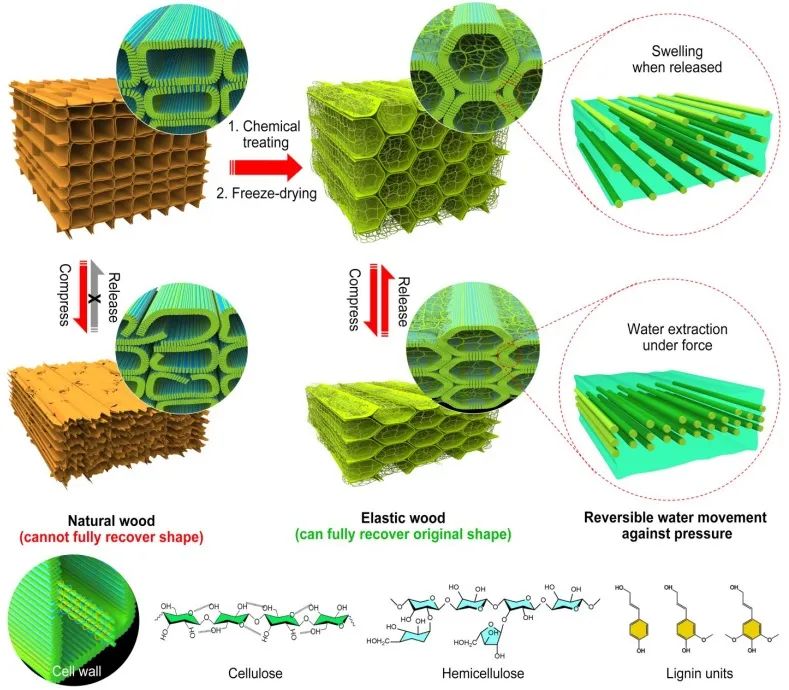?胡良兵/李騰《ACS Nano》：彈性木材！歷經(jīng)萬(wàn)次壓縮，性能如初！