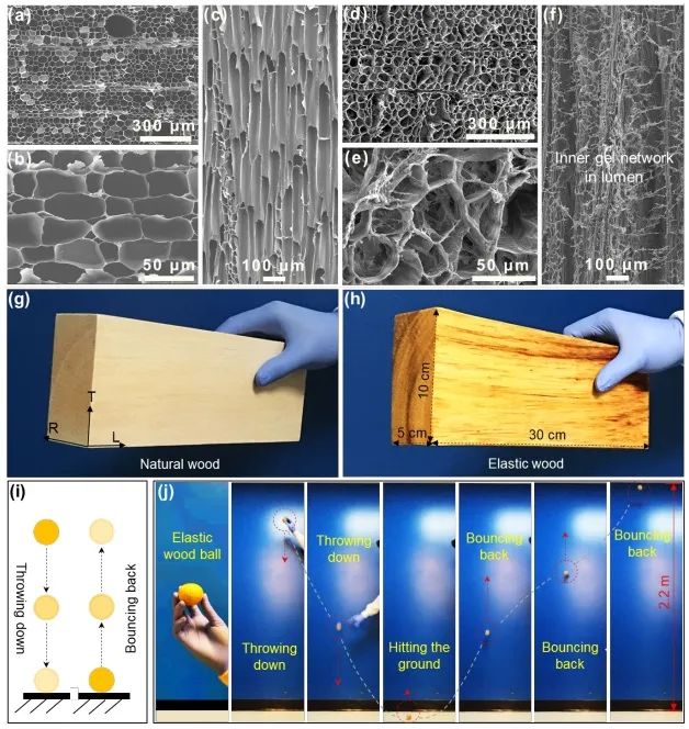 ?胡良兵/李騰《ACS Nano》：彈性木材！歷經(jīng)萬(wàn)次壓縮，性能如初！