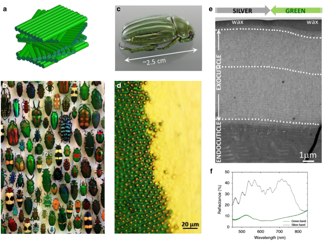 《Nature》子刊：仿昆蟲表皮的膽甾型圖案設計用于密碼學標簽！