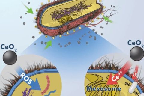 目標→沒有蛀牙，氧化鈰納米顆?；虺芍揽诵? decoding=