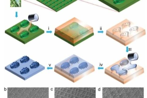 鄭州大學《Mater. Horiz.》：超高應變生物基形狀記憶聚合物！