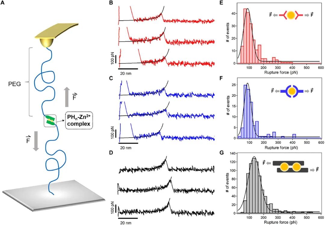 《Science》子刊：高強(qiáng)度、高韌性、可快速回復(fù)的水凝膠?