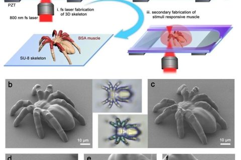 清華大學(xué)孫洪波、吉林大學(xué)張永來(lái)：飛秒激光仿生制造人工肌肉骨骼系統(tǒng)