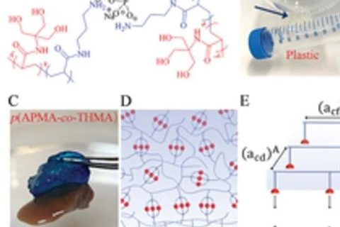 具有“分擔(dān)負(fù)荷”作用的粘性水凝膠，可作為組織繃帶用于藥物和細(xì)胞的輸送。