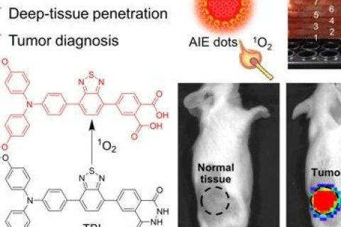 唐本忠院士/羅亮教授《AM》：穿透3厘米！AIE近紅外化學(xué)發(fā)光材料用于深部組織成像