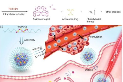 耐藥腫瘤不可怕！雙響應(yīng)Pt(IV)/Ru(II)雙金屬聚合物殺死耐順鉑腫瘤