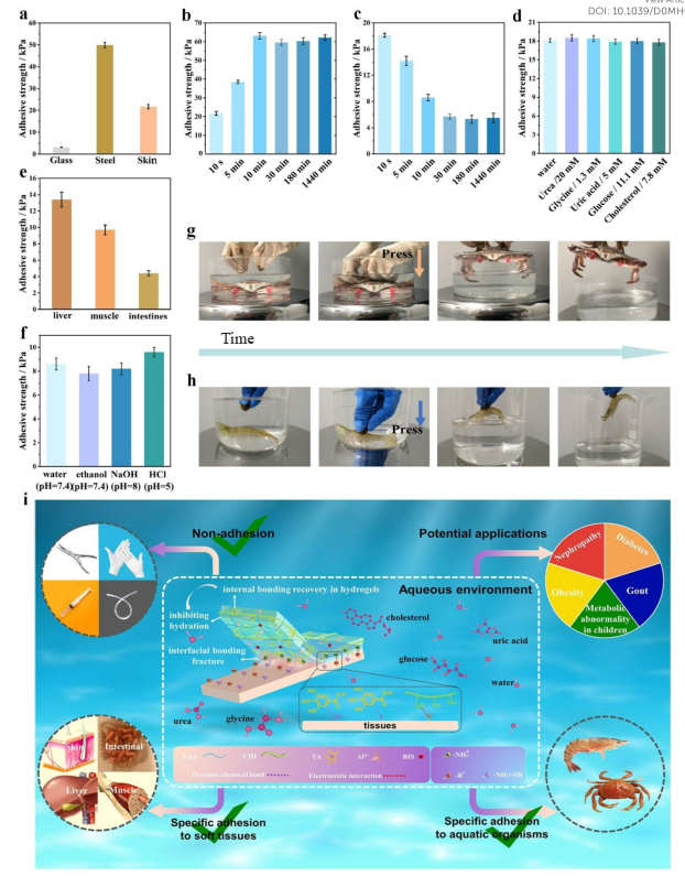 首次實現(xiàn)水下生物表面特異性粘附！北京大學(xué)黃建永《Mater.Horiz.》：櫛水母啟發(fā)的水凝膠高效可逆的水下特異性粘附生物表面