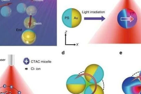 德克薩斯大學(xué)鄭躍兵團(tuán)隊：光-熱電微型游泳器件助力靶向給藥