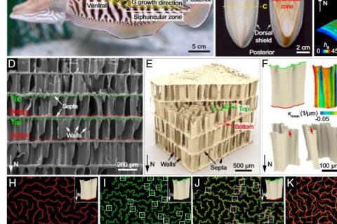 吃墨魚(yú)發(fā)了一篇頂刊《PNAS》！墨魚(yú)骨的秘密被揭開(kāi)！