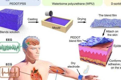 新加坡國(guó)立大學(xué)歐陽建勇、任洪亮：可拉伸自粘附純有機(jī)干電極用于長(zhǎng)期穩(wěn)定檢測(cè)人體表皮生物電信號(hào)