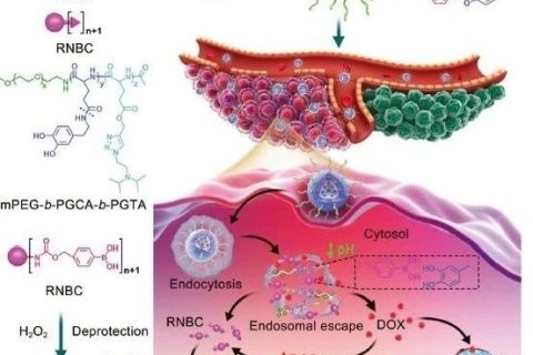 陳學(xué)思院士團(tuán)隊(duì)《AM》： 構(gòu)建多級合作的納米平臺用于蛋白質(zhì)/化療藥物的胞內(nèi)共遞送