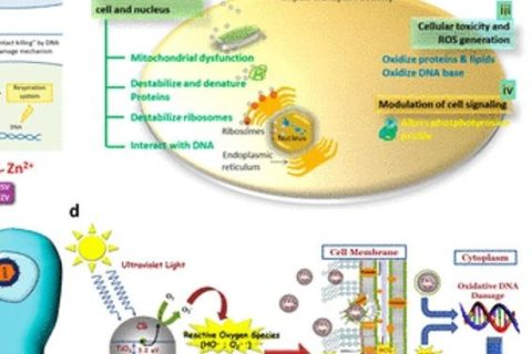 《ACS Nano》綜述：抗菌、抗病毒納米材料和涂層的現(xiàn)狀和未來(lái)展望