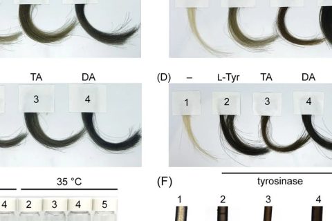 你的“少年白”有救了！科學家找到了純天然的染發(fā)技術