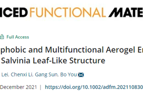 復(fù)旦大學(xué)游波教授《AFM》：仿生丹參葉狀結(jié)構(gòu)的超疏水多功能氣凝膠！